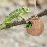 Leopard Gecko Coconut Husk Hut Reptile Habitat Accessories Hideout Hole Hanging Apply to Amphibians and Small Animals